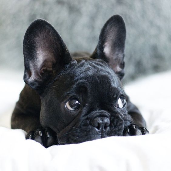 The 14 Most Adorable, Derpalicious, Swag Instagram Pups To Follow in 2015