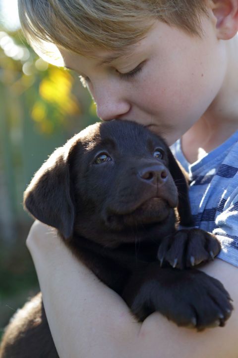 The 16 Best Things About Owning A Labrador Retriever!