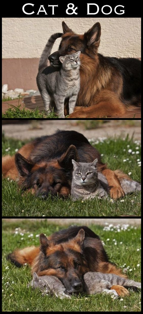 The 30 Most Inspiring Interspecies Friendships Of The Year