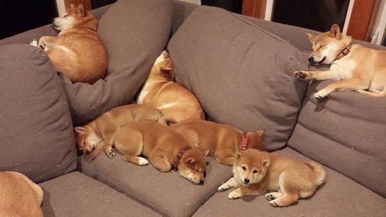 The 30 Most Shiba Inu Things That Have Ever Happened In The History Of Shiba Inus