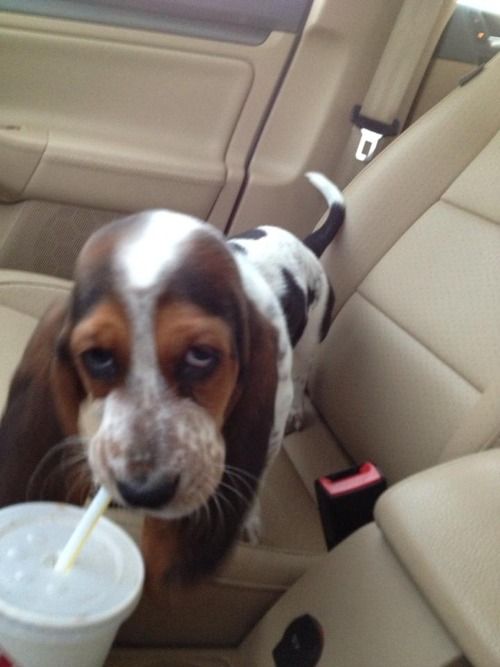 The 35 Most Basset-Hound Things To Happen In The History Of Basset Hounds