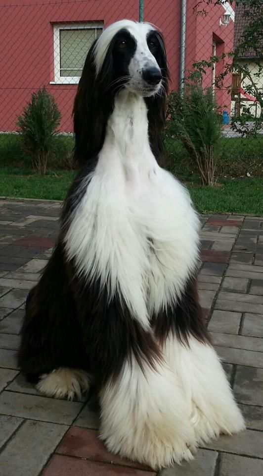 The Afghan Hound is a hound that is one of the oldest dog breeds in existence. Distinguished by its thick, fine, silky coat and its tail with a ring curl at the end, the breed acquired its unique features in the cold mountains of 