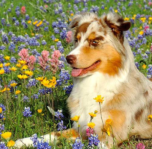 The Aussie Weekly #132 — The Weekly Special Feature for Australian Shepherd Lovers — Photo: Jessie Cody, Aussie: Tula