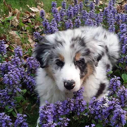 The Aussie Weekly #142 — The Weekly Special Feature for Australian Shepherd Lovers — Photo: Ben Revelli, Aussie: Riot