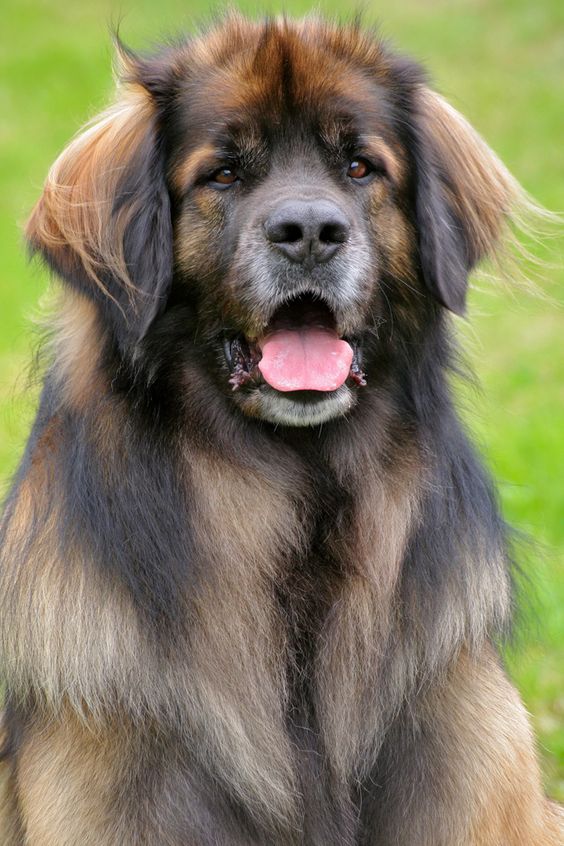 The beautiful Leonberger, a relatively rare dog breed originating in southwestern Germany.