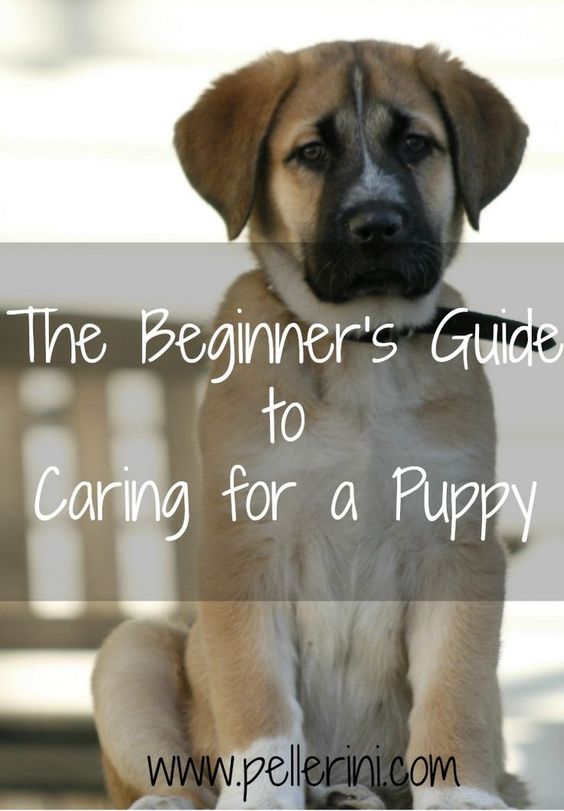 The Beginner's Guide to Caring for a Puppy - we didn't know what we were getting ourselves in to when we picked Sadie up. I learned a lot by doing and I hope these tips will help you too!