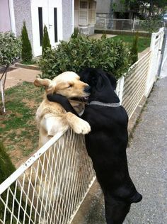 The Best Friendship Ever | The 100 Most Important Dog Photos Of All Time