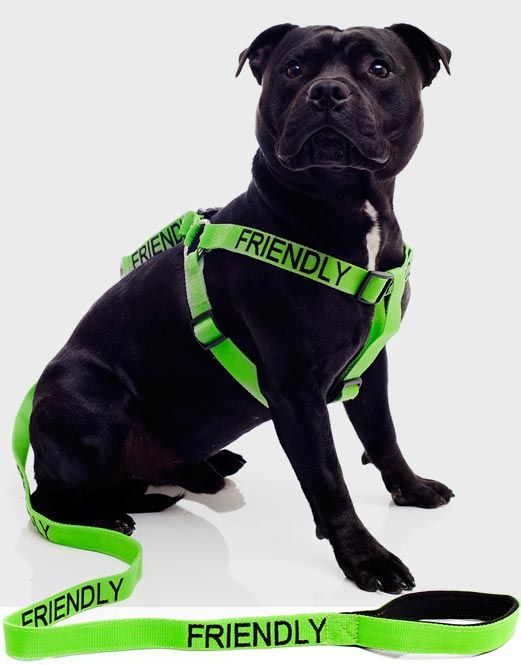 The best-selling new dog collars, leads & harnesses for responsible dog owners. The unique range of color coded dog collars, leads and harnesses are helping responsible dog owners all over the world to educate the public about their dog's behavior, thus avoiding any unwanted encounters