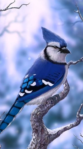 The Blue Jay is a passerine bird in the family Corvidae, native to North America. It is resident through most of eastern and central United States and southern Canada, although western populations may be migratory.