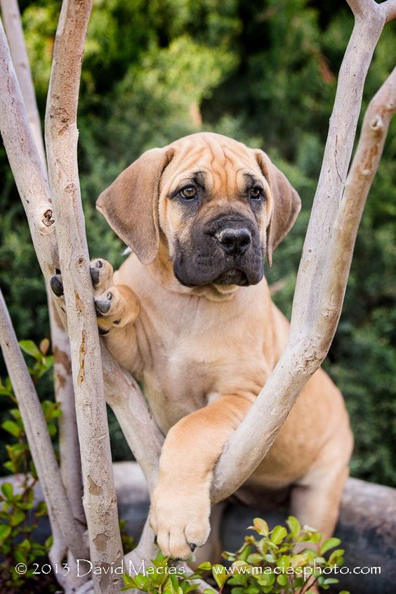 The Boerboel, also known as the South African Mastiff, is a large Molosser-type breed from South Africa, bred for the purpose of guarding the homestead. These dogs were bred as working farm dogs.