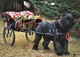 The Bouvier des Flandres, commonly mistaken for the Giant Schnauzer, is an ancient working breed. An all around farm dog, the Bouvier (Boo-vee-ae), is a cart pulling, herding, military, police, and home guardian dog. Gentle with children, highly intelligent, and shedding almost nothing, they make an excellent family dog too.