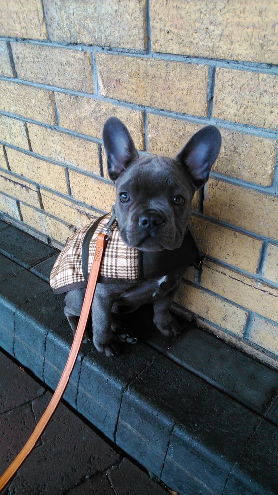 The Daily Frenchie : Photo