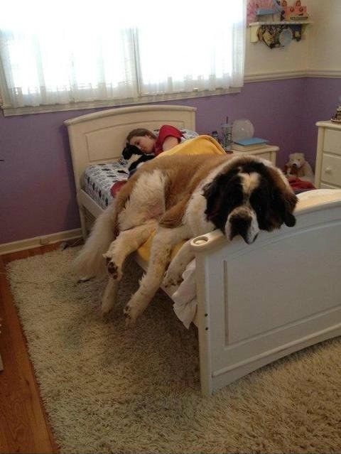 The dog that just wants to take a l’il nap: | 21 Dogs That Are Completely Mistaken About How Big They Are