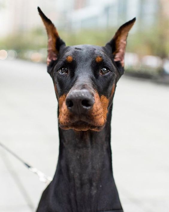 The Dogist Instagram: Isis, Doberman Pinscher (3 y/o), 2nd Pl. & Little West St., New York, NY • 
