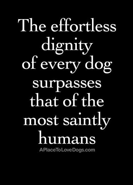The effortless dignity of every dog surpasses that of the most saintly humans. #dog #quotes