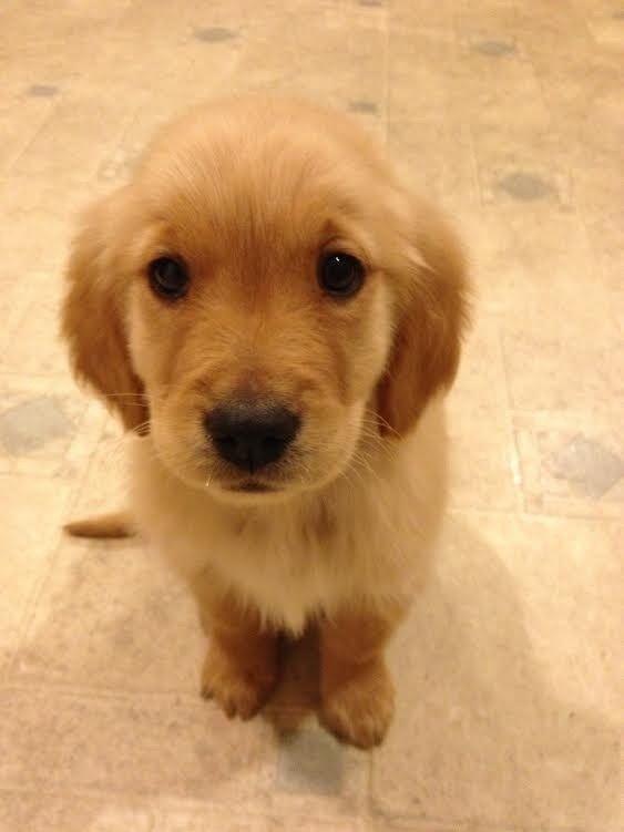The epitome of puppy eyes