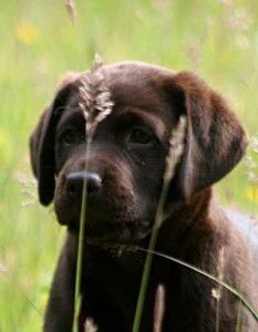 the first few days with your labrador