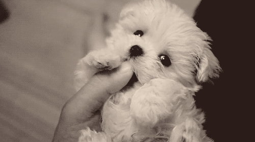 The Gentlest Gnaw | The 40 Cutest GIFs In The History Of The Internet