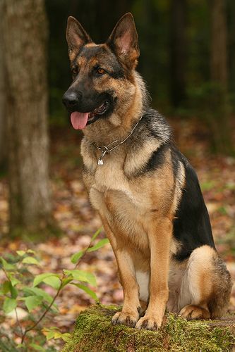 The German Shepherd is a recent breed, carefully bred to be the consummate sheep herder.  #germanshepherddogs