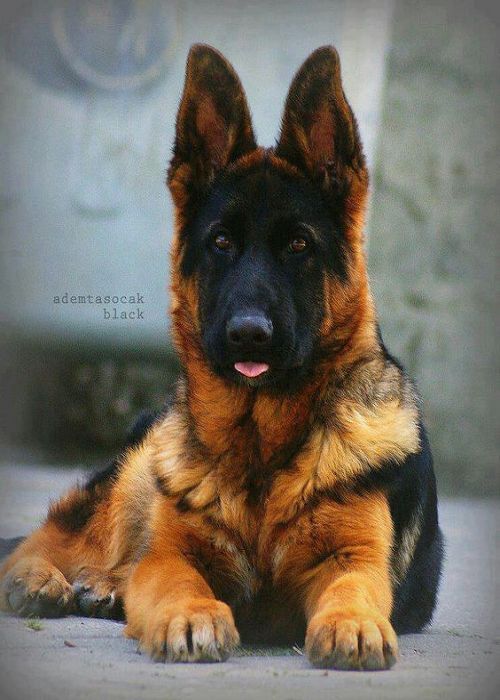 The German shepherd was also known under the name of Alsace, is a breed of dog of medium to large. It was developed for first in Germany in an area called Alsace. They are often used as police dogs, but they have many other uses. They were used as herding dogs, guard dogs and as pets.