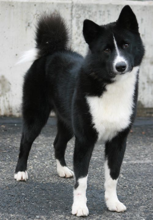 The Karelian Bear Dog (KBD) is a Finnish or Karelian breed of dog. In its home country, it is regarded as a national treasure. KBD will hunt any kind of animal. Its quick reflexes and fearless nature have made it very popular for hunting aggressive game, including bear, moose, and wild boar. It was the breed's ability to hunt and offer protection against a bear that earned the breed its name.