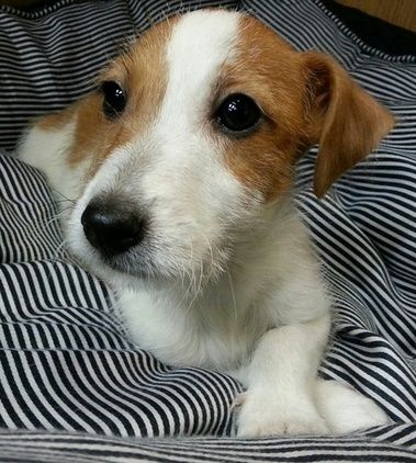 The latest Jack Russell puppies on the site!