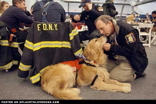 The lesser known of the 9/11 canine heroes, comfort dogs, help soothe those affected by the attacks on September 11, 2001. Comfort dogs, such as this Golden Retriever, travel to disaster scenes to help aid in relief efforts. Studies have shown that people experience changes, such as a drop in heart rate and blood pressure when they pet animals.