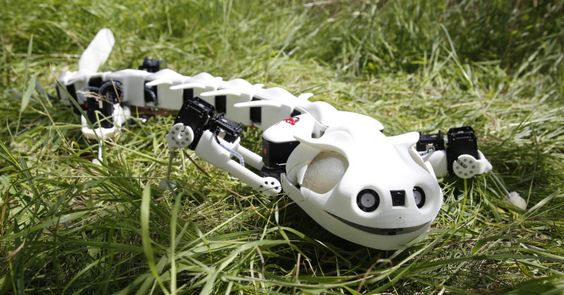The mad roboticists at the École Polytechnique Fédérale de Lausanne have produced another biomimetic mechanoid — this one based on the lithe locomotion of the salamander. “Pleurobot” imitates the amphibian’s ambulation with its own articulated vertebrae, allowing it to slither along on land or at sea.