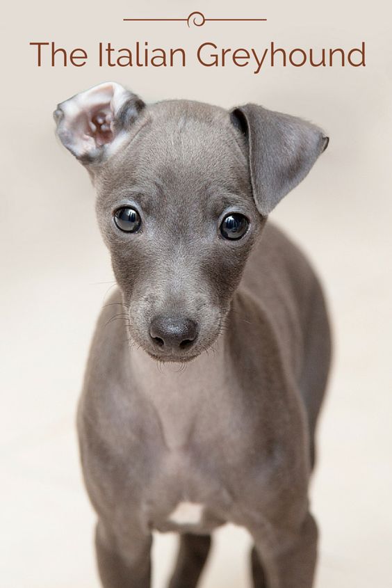 The modern Italian Greyhound originated in Italy about 2,000 years ago when Italians starting breeding the naturally born smaller sized Greyhounds, which eventually resulted in the modern Italian Greyhound. This breed was created to be a companion animal and they were favorites with the Romans and English nobility. Wanna know more about the Italian Greyhound? Click the photo!