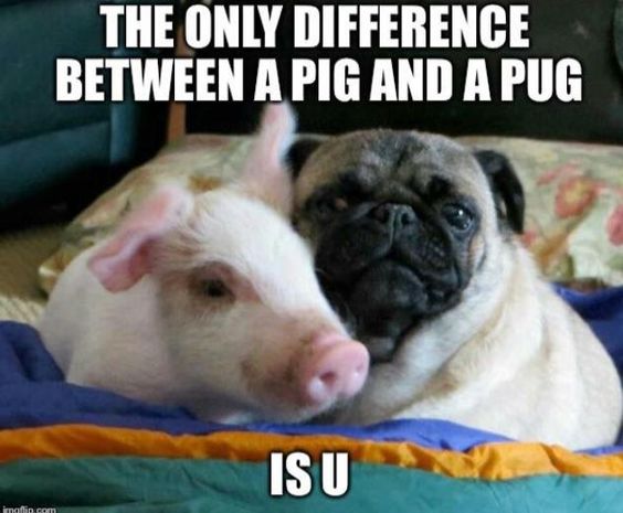 The only difference between a pig and a pug is you / vegan meme / vegan humor / vegan lifestyle /carnnism