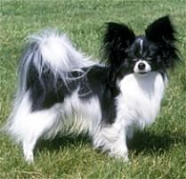 The Papillon Dog Breed:  One of the most obedient and responsive of the toy breeds, the vivacious papillon is also gentle, amiable and playful. He is friendly toward ...