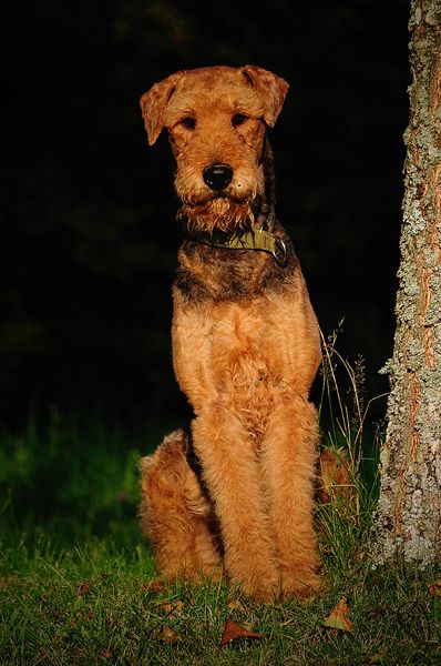 The pose of an Airedale