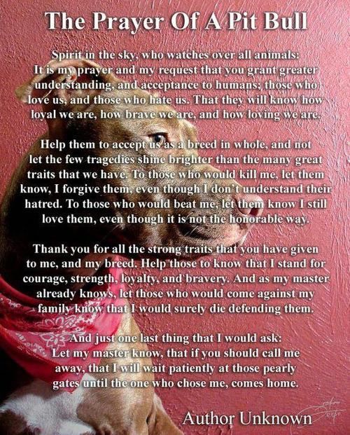 The Prayer of a Pit Bull