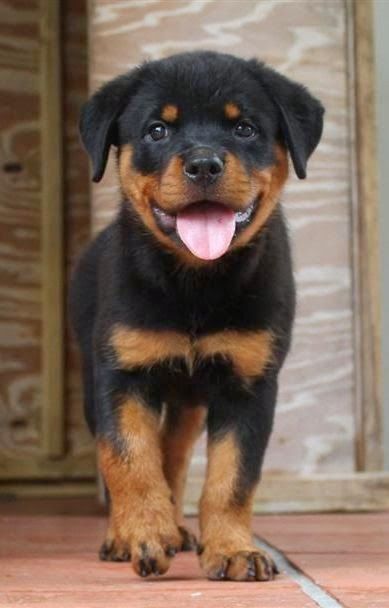 The Rottweiler is a medium/large size breed of domestic dog. They are Devoted, Loyal, Alert, Steady, Self-assured, Obedient, Calm, Confident, Courageous, Fearless and Protective.