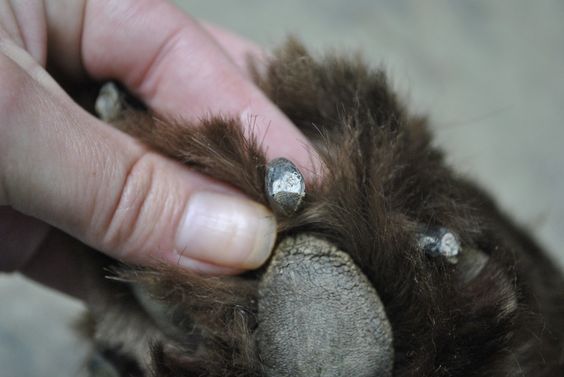 The Secret Grey Dot Inside A Dog's Black Nail:  How to safely trim black nails