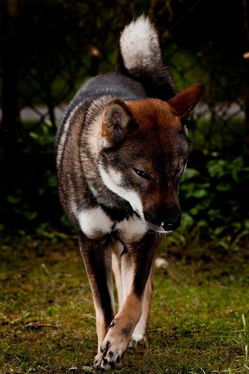 The Shikoku is one of the native Japanese breeds intermediate in size between the large Akita Inu and the small Shiba Inu; all are within the Spitz family of dogs.