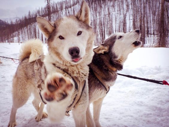 The Sled Dogs