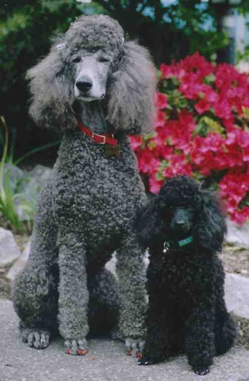 the standard poodle