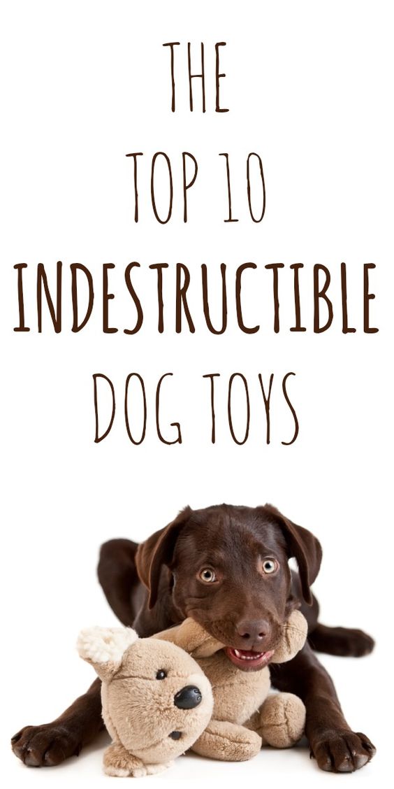 The Top 10 Truly Indestructible Dog Toys - tried and true