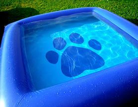 The Ultimate Dog Pool , Inflatable pools for dogs | PURCHASE