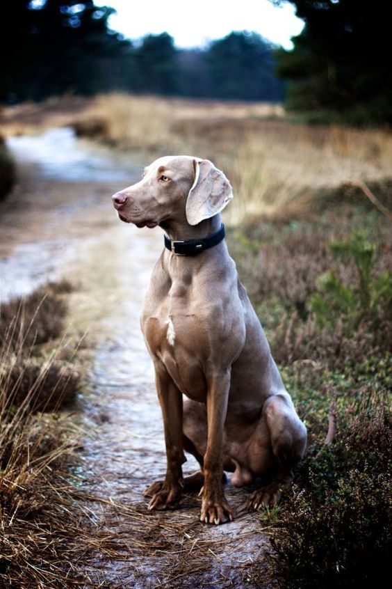 The Weimaraner is a dog that was originally bred for hunting in the early 19th century. Early Weimaraners were used by royalty for hunting large game such as boar, bear, and deer. They are curious and high energy dogs. They need a lot of training and