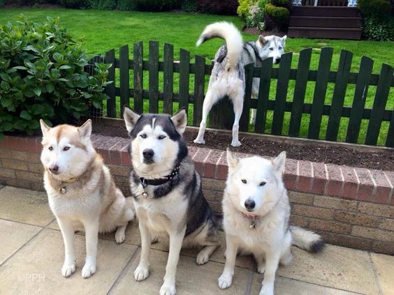 The well trained Siberian Husky pack of Karen Clifford. Love Lycan in the background trying to escape another photo shoot.