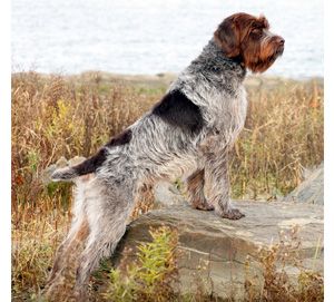 The Westminster Kennel Club | Breed Information: Wirehaired Pointing Griffon