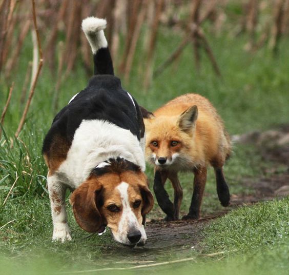 The World's Worst Hunting Dog ;)