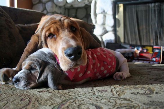 The+35+Most+Basset-Hound+Things+To+Happen+In+The+History+Of+Basset+Hounds
