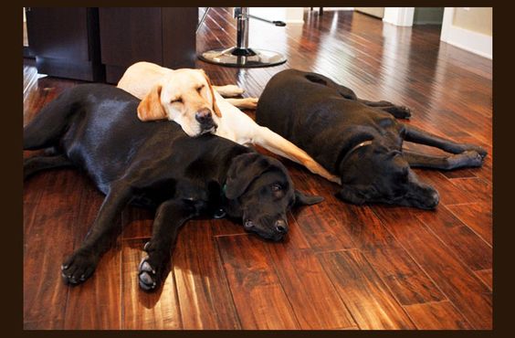 Their names are Hunter, Spencer and Ella, and they are each over 100 pounds of purebred Labrador. Born from the same litter on March 2, 2008
