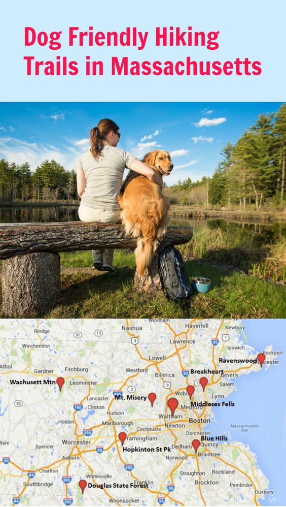 There are plenty of great dog hikes in Massachusetts. Pick a destination and a level that works for you and your dog. Hiking with your dog is healthy for both of you, and is a great way to spend time together!
