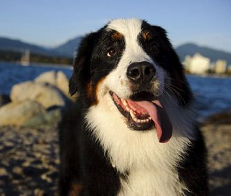 There's no such thing as a bad dog breed, but Dr. Marty Becker has concerns about 5 specific breeds. Check out his list of giant dog breeds to avoid.