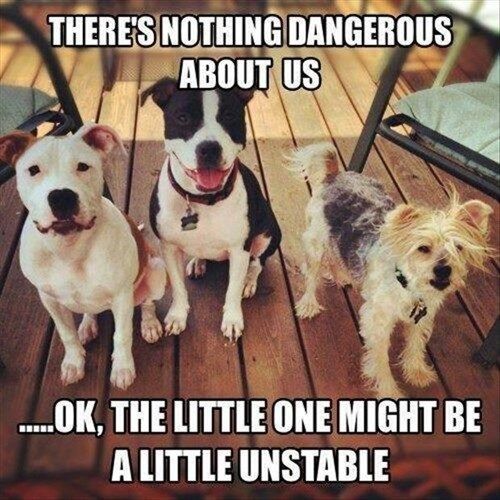 There's nothing dangerous about us  ...OK, the little one might be a bit unstable