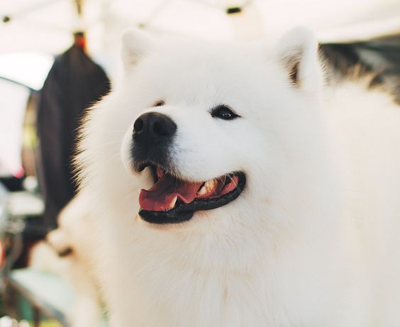 These dog breeds are the perfect companions for allergy sufferers